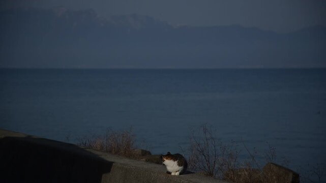 琵琶湖と比良山系を背景にくつろぐ猫 （滋賀県, 2026年1月）