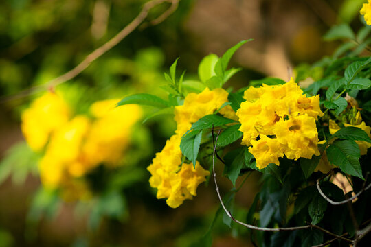Bright yellow Ginger Thomas blooms burst from green leaves above. Sunlight highlights each petal's vivid hue. Nature's cheerful burst feels fresh and alive.