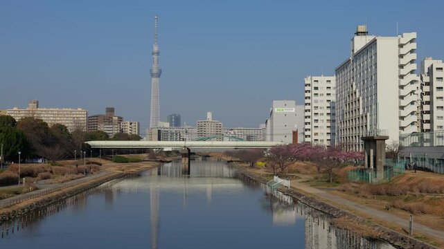 旧中川河川敷　河津桜　2026年