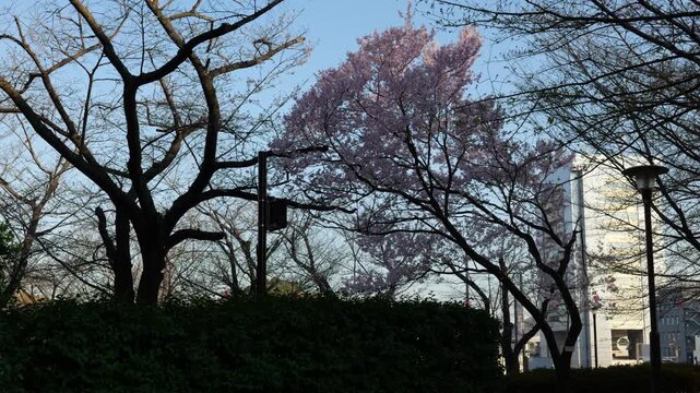 飛鳥山公園　桜　2026年3月
