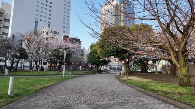錦糸公園　桜ウォーキング　2026年