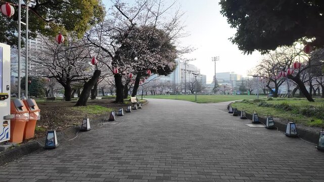 錦糸公園　桜ウォーキング　2026年