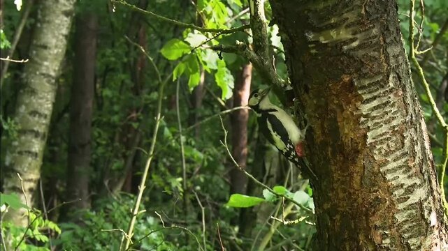 Male great spotted woodpecker pecking and foraging on a tree trunk in a lush green woodland