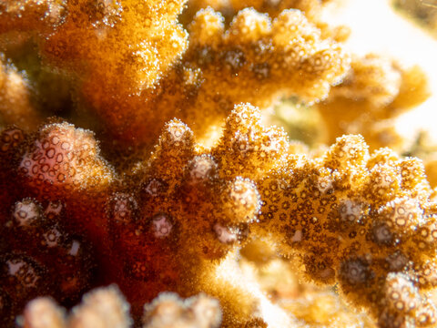 Pocillopora verrucosa hard coral close up on reef at Looc Beach Surigao City Philippines