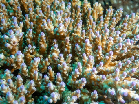 Acropora hard coral colony close up on reef at Looc Beach Surigao City Philippines