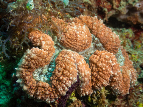 Lobophyllia hemprichii coral close up on reef at Looc Beach Surigao City Philippines
