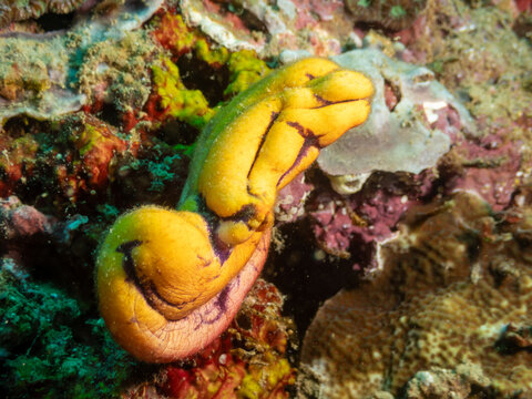 Polycarpa aurata sea squirt on coral reef at Looc Beach Surigao City Philippines