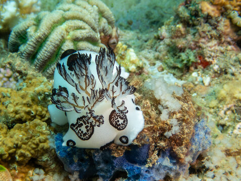 Jorunna funebris nudibranch on coral reef at Looc Beach Surigao City Philippines