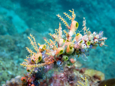 Sea squirts and tunicates clustered on coral branch at Looc Beach Surigao City Philippines
