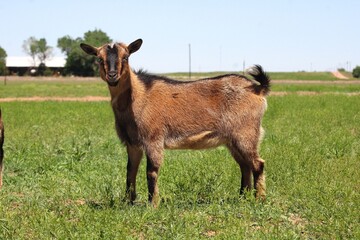Brown Nigerian Dwarf Goat Standing in Green Pasture © Addison