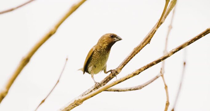 Scaly-breasted Munia bird on tree branch animal wide life