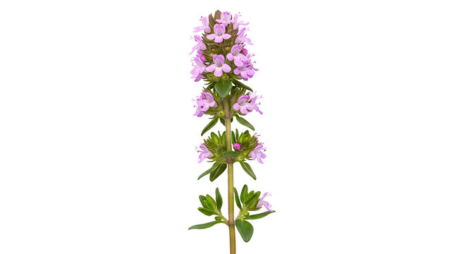 Close-up of blooming thyme flower stalk against black backdrop highlighting intricate floral details and vibrant green leaves in a vertical composition