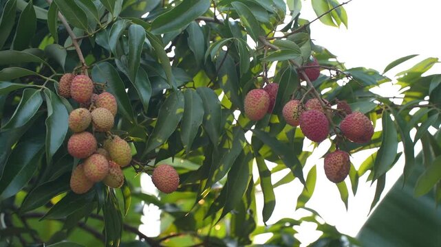 Clusters of ripe red lychees hanging from a tree branch in soft natural sunlight