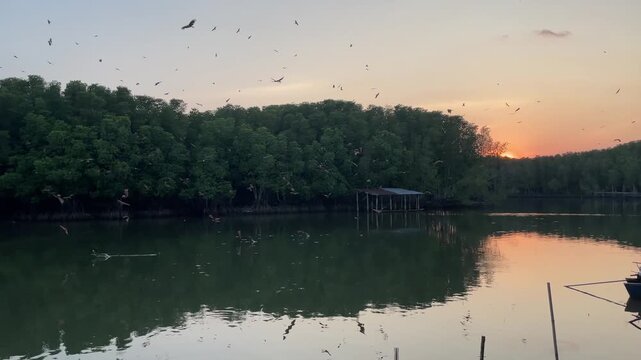 A flock of red kites is feeding at sunset.