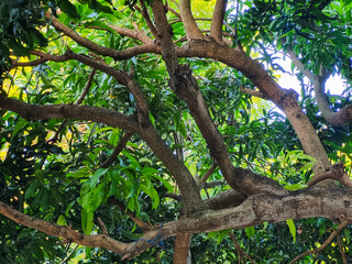 Fototapeta premium Lush Tropical Mango Tree Branches and Green Leaves Canopy in Sunlight