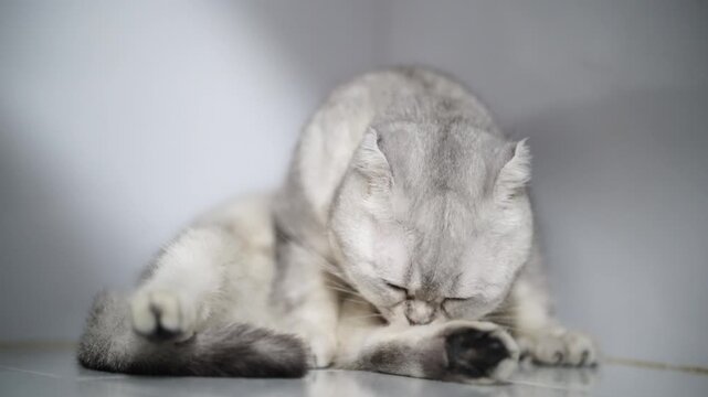 Silver cat sitting cleaning short hair white fur relaxed domestic pet animal cute feline whisker sleepy grooming soft light indoor adorable peaceful calm content playful fluffy mammal young small