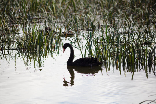 Black Swan(Cygnus stratus) swimming amongst water ribbon plants on Lake Dulverton in Oatlands, Tasmania