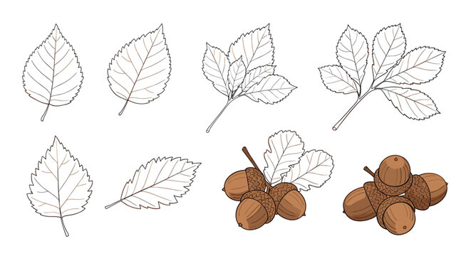 Collection of detailed leaf and acorn illustrations presented in a clean line art style showing various natural textures.