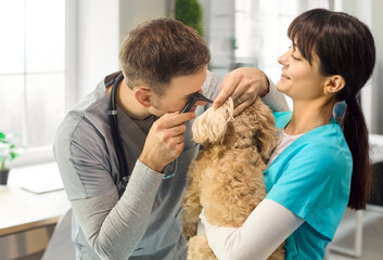 Veterinarian and nurse exam dog ear with otoscope. A curly poodle mix is held for inspection in a...