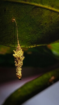 Extreme macro of a bagworm moth caterpillar protective case hanging from a leaf.