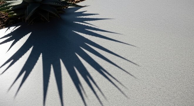Meticulously cast spiky succulent plant shadow on light textured surface showcasing sharp geometric leaf patterns.