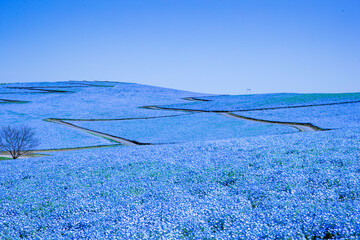 絶景。一面のネモフィラ © tkm_photo