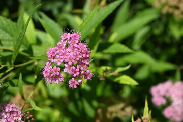 Fototapeta premium A vibrant cluster of pink spirea blossoms in full bloom, delicate petals glowing under sunlight, creating a soft and dreamy floral composition.
