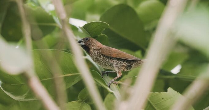 Scaly-breasted Munia bird on tree branch animal wide life