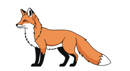 Obraz premium Realistic vector illustration of a red fox with its characteristic bushy tail and black paws standing on a white background.