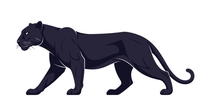 Powerful black panther walking in a stealthy pose with its muscles defined, perfect for jungle wildlife and big cat predator themed visuals.