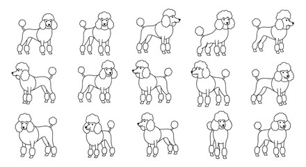 Obraz premium Set of poodle dog character illustrations showing different poses and movements including standing and walking on a plain white background.