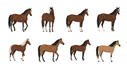 Obraz premium Detailed set of eight brown horses in diverse poses including standing and walking shown against a minimalist white backdrop.