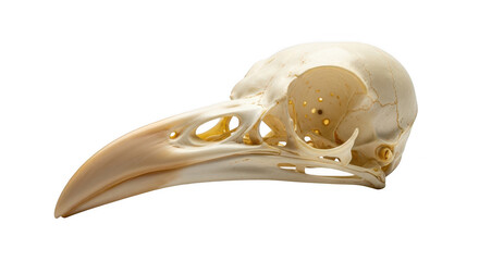 Fototapeta premium Bird skull isolated on transparent background, a detailed animal bone structure