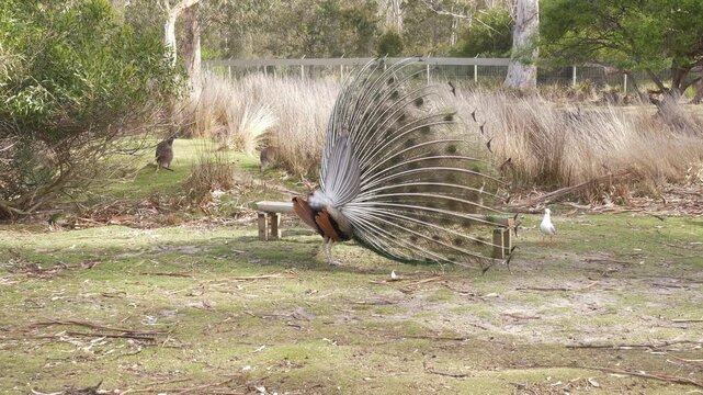 Peacock Displaying Magnificent Tail Feathers, Spins Around Startling Nearby Wallaby Into A Hop. wide shot