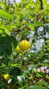 Yellow Surinam Cherry Fruit Growing on Tree Branch