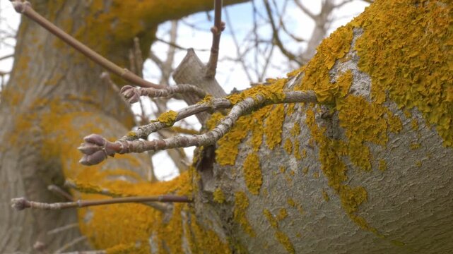 Thallophytes Moss Growing On The Trunk And Branches Of A Tree With Buds. Tracking Shot