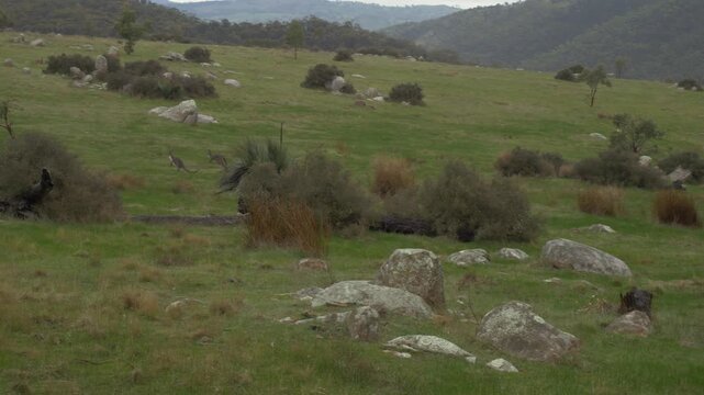 Eastern Grey Kangaroo Hopping Across The Field In South Australia - Wide Shot
