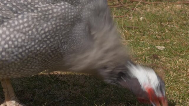 Close-up Of Helmeted Guinea Fowl With Grey Spotted Plumage Pecking On The Ground.