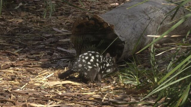 Eastern Quoll With White Spots On Dark Fur, Hunting On Mulch-covered Ground. close-up, wide shot