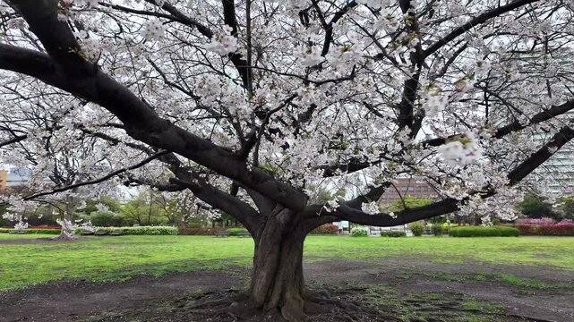 木場公園　桜　雨の日　2026年