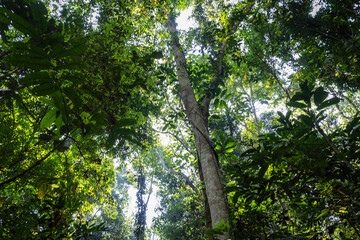 Fototapeta premium Grren tropical deep tree rainforest foliage