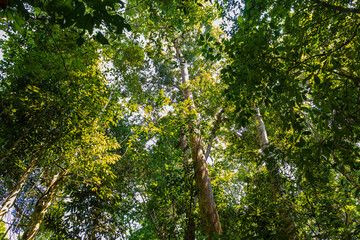 Fototapeta premium Grren tropical deep tree rainforest foliage