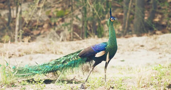 Green Peafowl bird on green grass tree mountain forest animal in nature