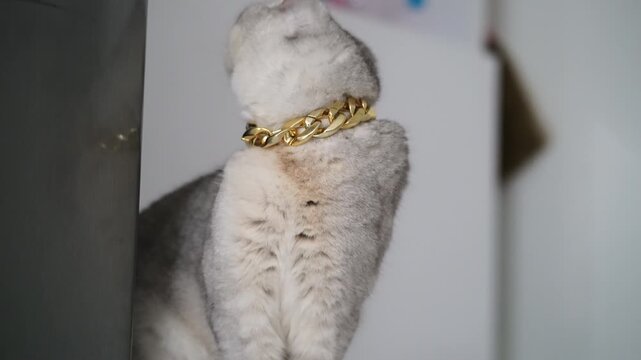 White cat with gold chain luxury pet feline, stylish elegant animal, Scottish Fold silver gray fur green eyes, domestic indoor calm white background, fashionable collar accessory, cute relaxed mammal