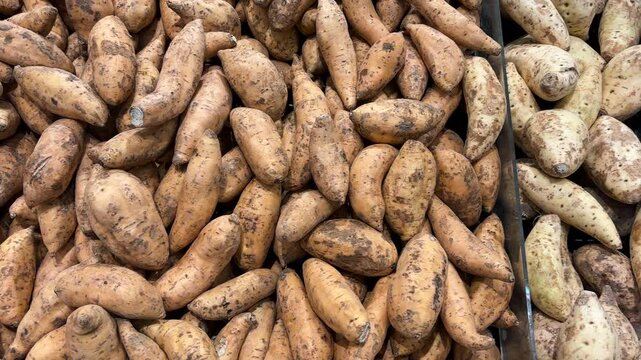 Fresh sweet potatoes. Various sweet potato varieties. A pile of sweet potato harvest. An excellent source of complex carbohydrates, fiber, vitamin A, and antioxidants, which are essential for good.