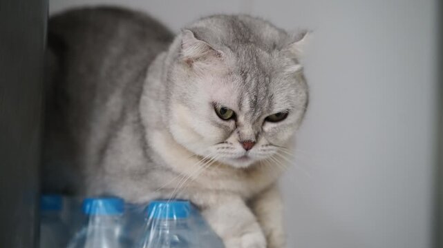 Curious Scottish Fold cat with silver fur and green eyes, chubby face, short hair, sitting plastic water bottles indoors, relaxed mood, domestic feline pet, soft fur, close up, animal with grumpy