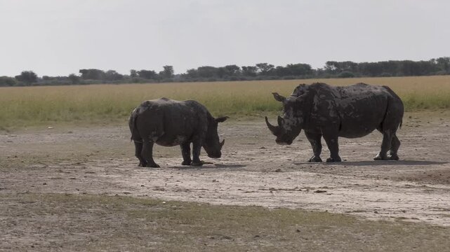 White Rhinoceros Adult and Calf Sparring in Open Savanna  interaction on flat, dry ground