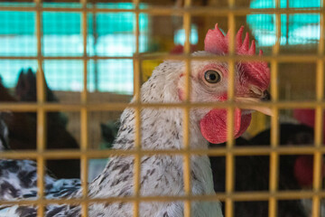 Close-Up of Chicken Inside Cage with Focus on Head © Chetan