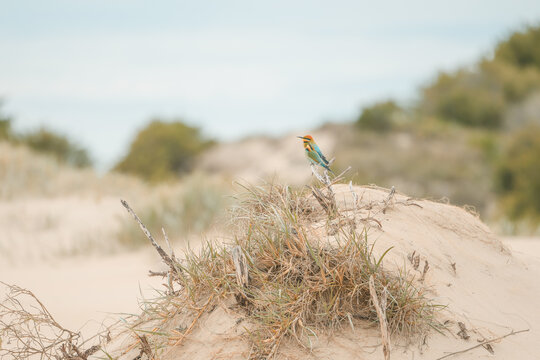 Two vibrant Rainbow Bee-Eater bird perched on a dry branch atop a sand dune with sparse vegetation