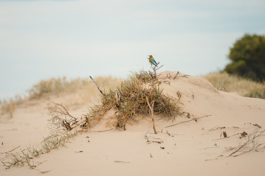 Two vibrant Rainbow Bee-Eater birds perched on a dry branch atop a sand dune
